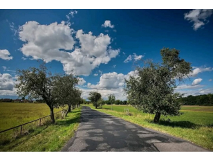 Do zítřejší půlnoci je možné hlasovat pro alej z Pardubic