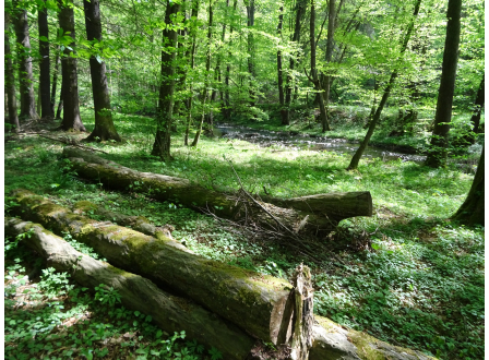 Vláda nesmí krizi lesů jen látat. Musí řešit nejen následky, ale hlavně příčiny.