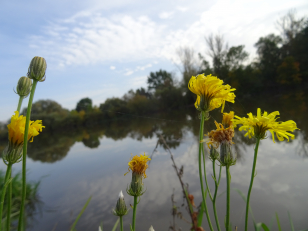 Děkujeme Arnice, že se tématu věnuje: Kontaminace u Labe v Pardubicích se za 18 let nesnížila, naopak u některých látek vzrostla až stonásobně