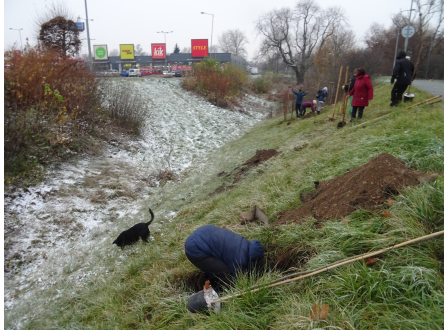 Výsadba na pozemku města Pardubic v rámci projektu Sázíme budoucnost a Jasan Strom Hrdina