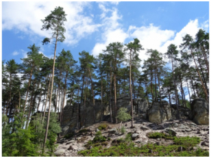 Rezervace Maštale se stala středem sporu mezi majiteli lesů a ochránci přírody. 