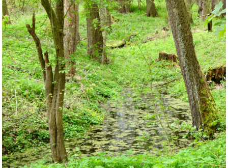 Pardubice plánují obnovu rybníčku Netušílek v Čivicích, býval bohatý na 12 druhů obojživelníků