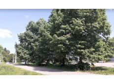 Otevřený dopis Univerzitě Pardubice ke kácení stromů kvůli ceduli s nápisem