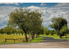 Alej v Nemošicích .- Pardubice