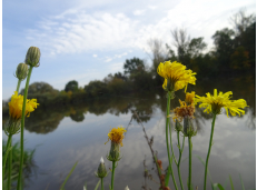 Děkujeme Arnice, že se tématu věnuje: Kontaminace u Labe v Pardubicích se za 18 let nesnížila, naopak u některých látek vzrostla až stonásobně