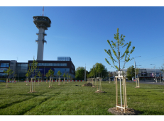 Zahradníci začali na Masarykově náměstí u bývalého AFI tvořit nový park, původně izraelská firma slibovala hotel