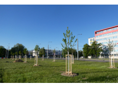 Zahradníci začali na Masarykově náměstí u bývalého AFI tvořit nový park, původně izraelská firma slibovala hotel